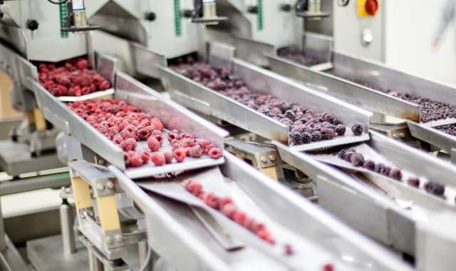 berry food processing